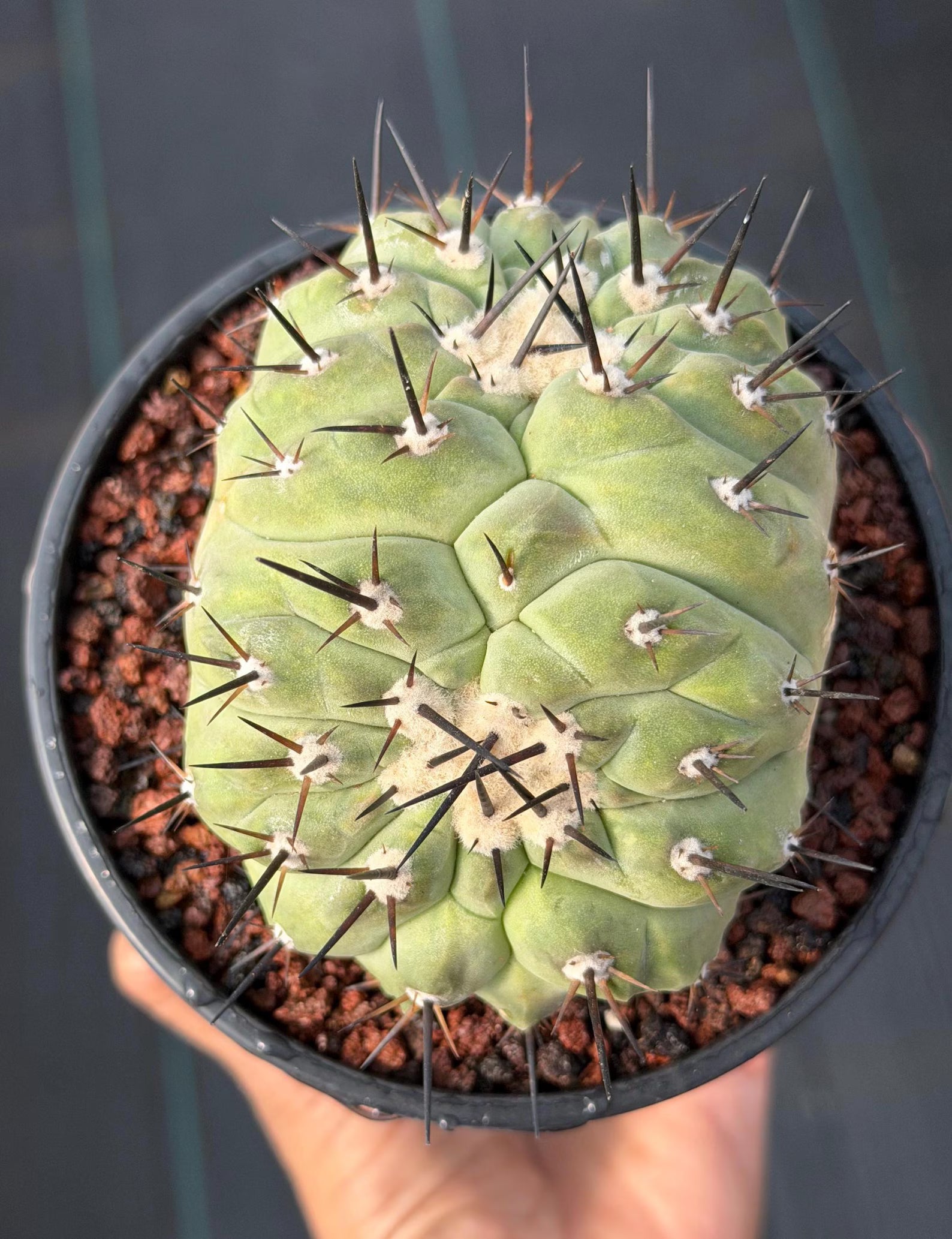 Crested Copiapoa Cinerea Live Cactus #271 – Rare Collector Cactus