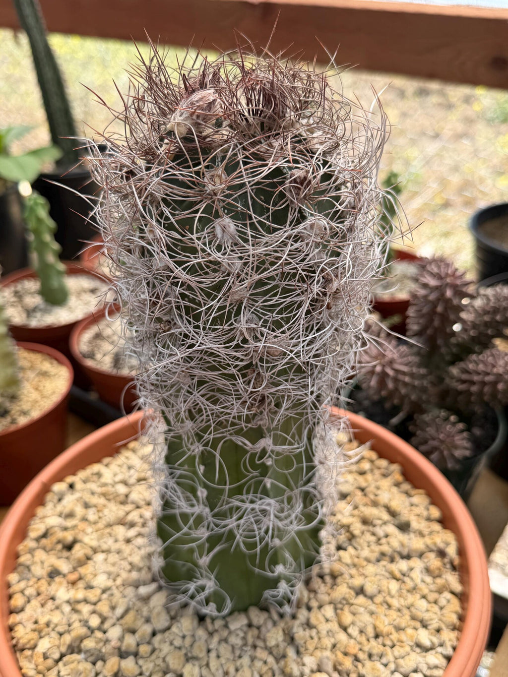 Seed Grown Astrophytum Capricorne Large| Rare Live Cactus