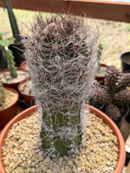 Seed Grown Astrophytum Capricorne Large| Rare Live Cactus