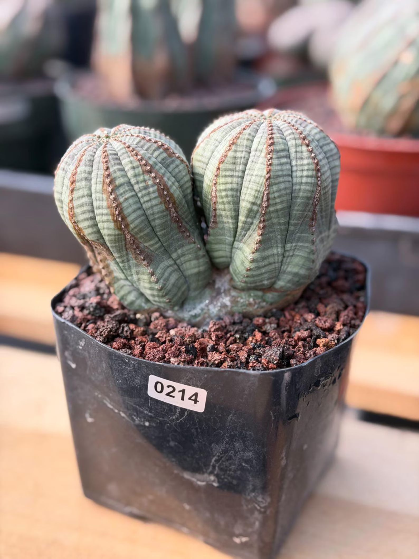 Euphorbia Obesa Dichot #214 | Seed Grown Rare Succulent