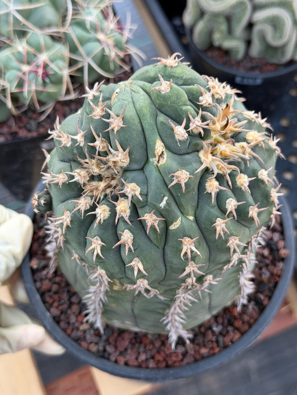 Gymnocalycium Spegazzinii Unguispinum 'Owl Eye' Tall Form #273 | Rare Live Cactus Width: 5 inches