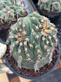 Gymnocalycium Spegazzinii Unguispinum 'Owl Eye' Tall Form #273 | Rare Live Cactus Width: 5 inches