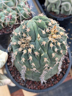 Gymnocalycium Spegazzinii Unguispinum 'Owl Eye' Tall Form #273 | Rare Live Cactus Width: 5 inches