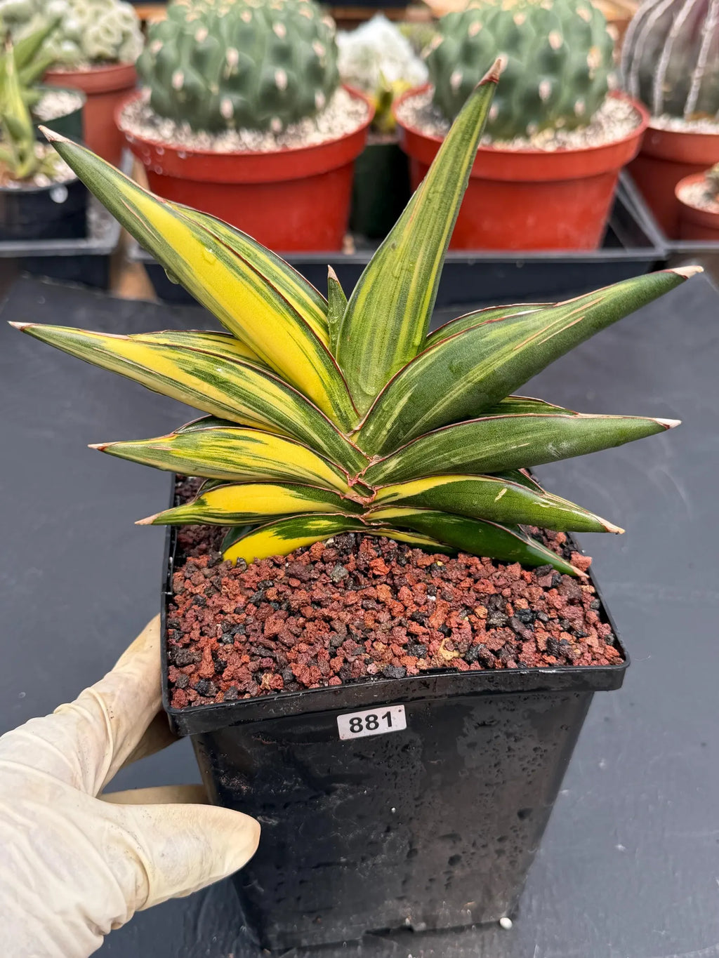 Variegated Sansevieria Sawaddee #881 | Rare Live House Plant
