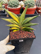Variegated Sansevieria Sawaddee #881 | Rare Live House Plant