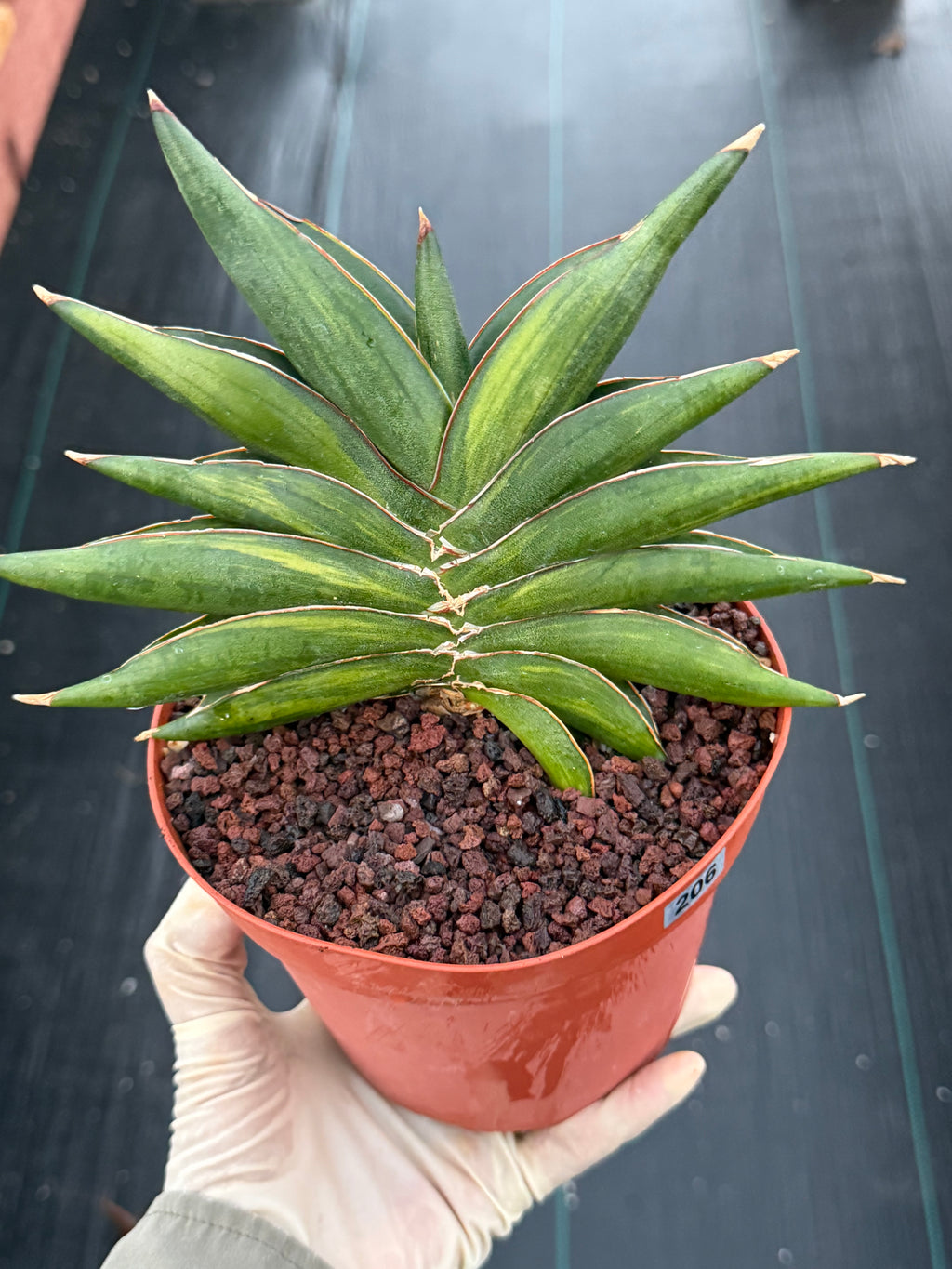 Variegated Sansevia Sawaddee | Easy Care House Plant | Live Plant #206