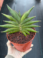 Variegated Sansevia Sawaddee | Easy Care House Plant | Live Plant #206