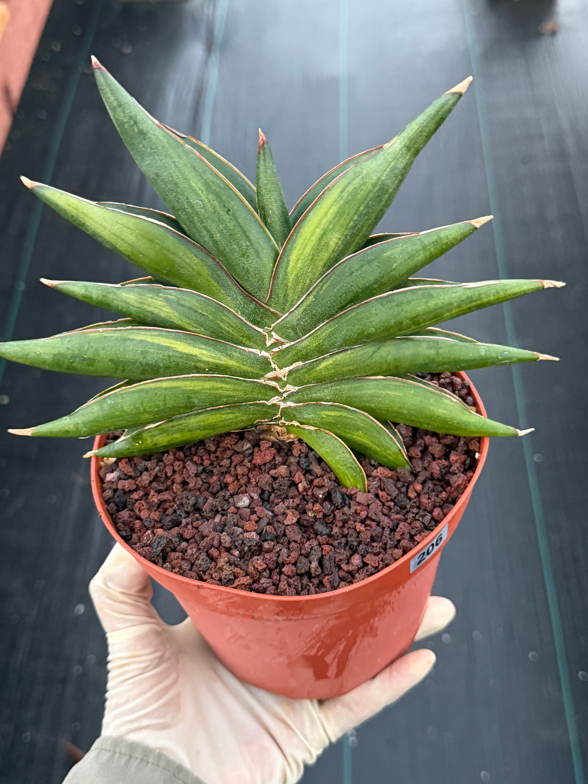 Variegated Sansevia Sawaddee | Easy Care House Plant | Live Plant #206