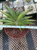 Variegated Sansevia Sawaddee | Easy Care House Plant | Live Plant #206