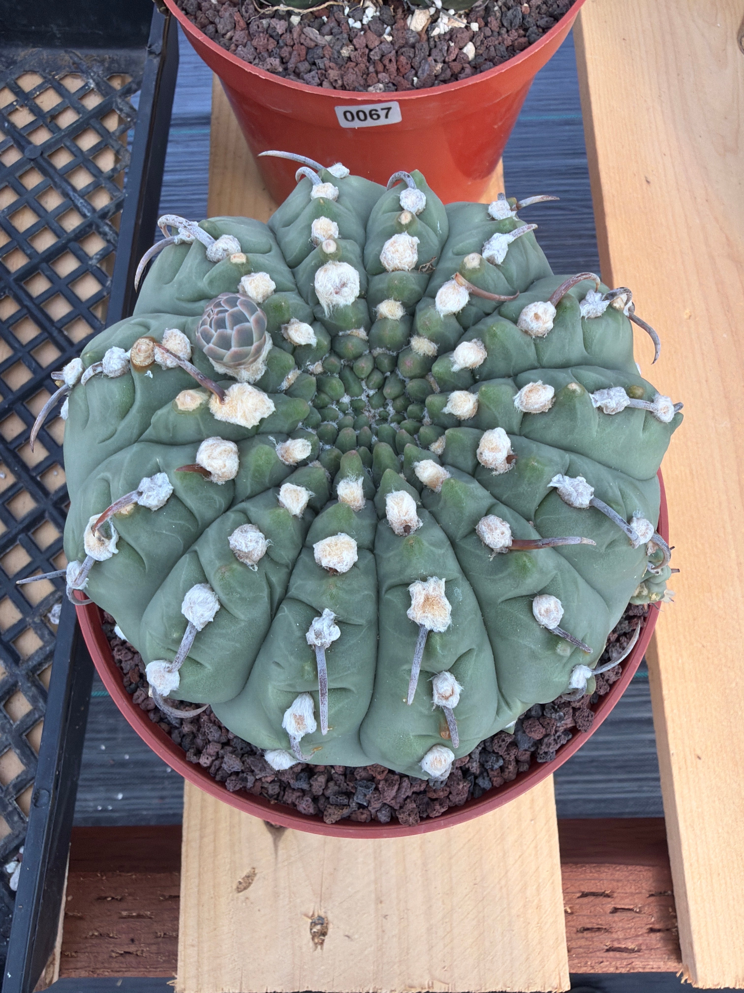 Gymnocalycium Vaterii Seed grown