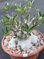 Large Specimen Adenium Arabicum #912 | Pink Flower Live Plant