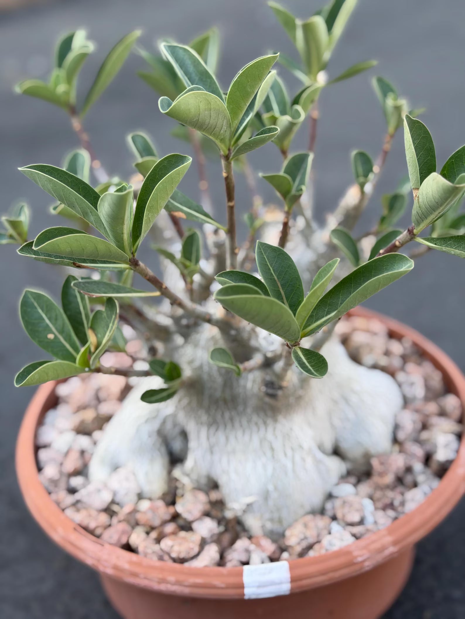Large Specimen Adenium Arabicum #912 | Pink Flower Live Plant