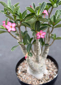 Large Specimen Adenium Arabicum | Pink Flower Live Plant