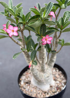 Large Specimen Adenium Arabicum | Pink Flower Live Plant