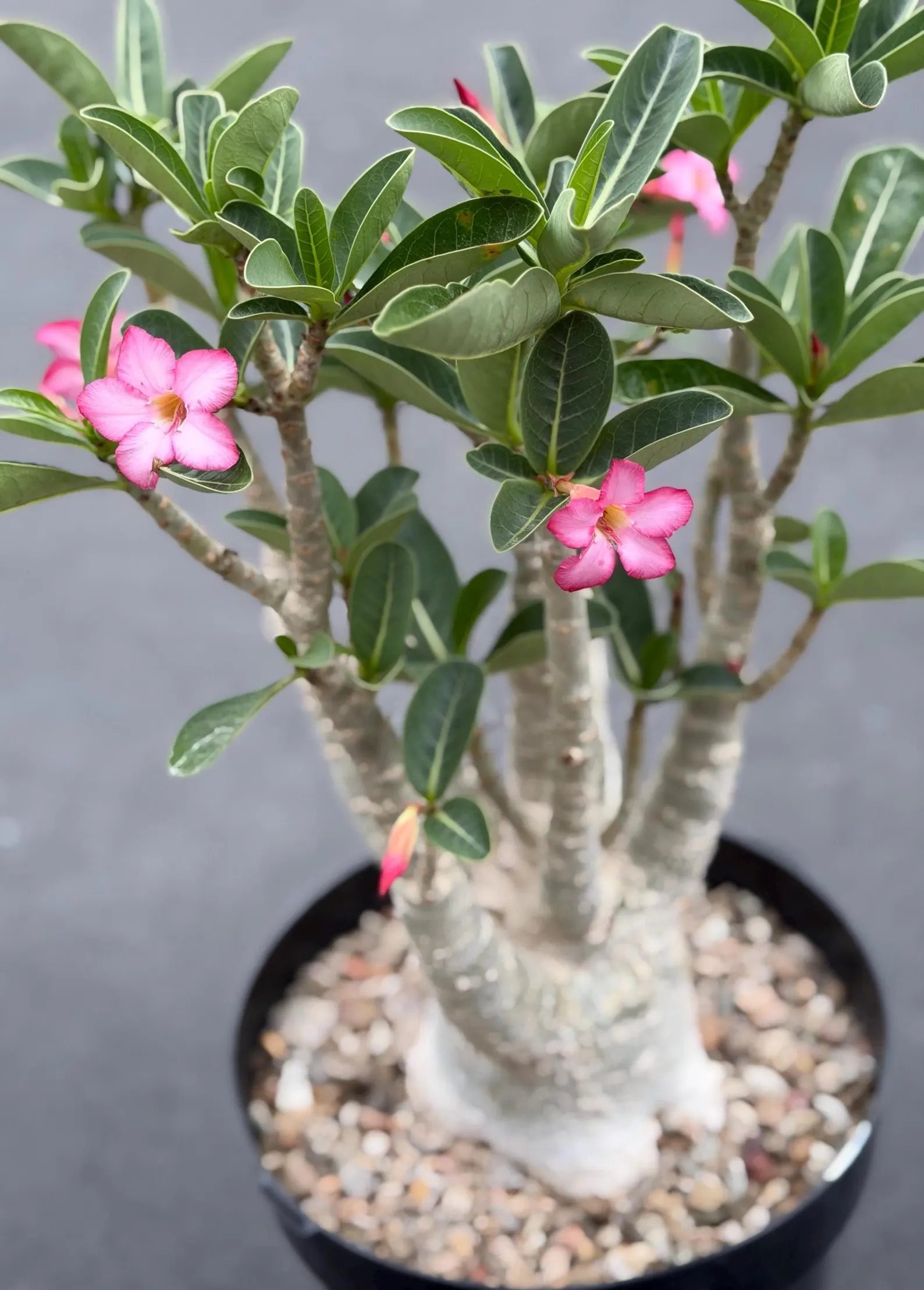 Large Specimen Adenium Arabicum | Pink Flower Live Plant