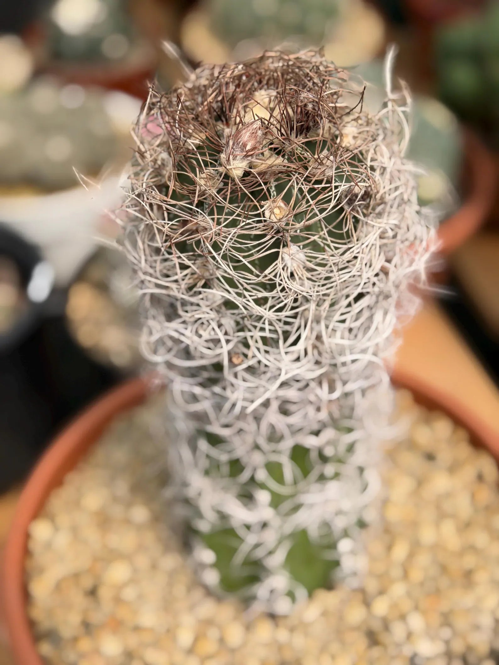 Seed Grown Astrophytum Capricorne Large| Rare Live Cactus