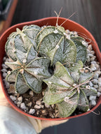 Astrophytum Capricorn Cluster | Live Cactus | Live Plant | #675