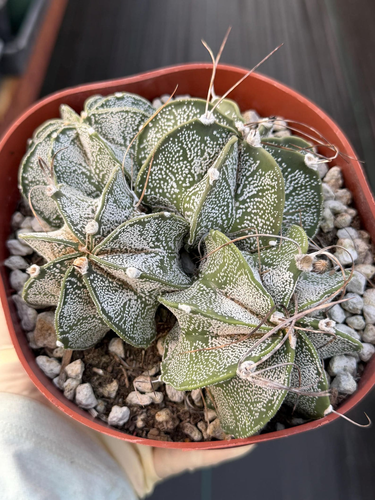Astrophytum Capricorn Cluster | Live Cactus | Live Plant | #675