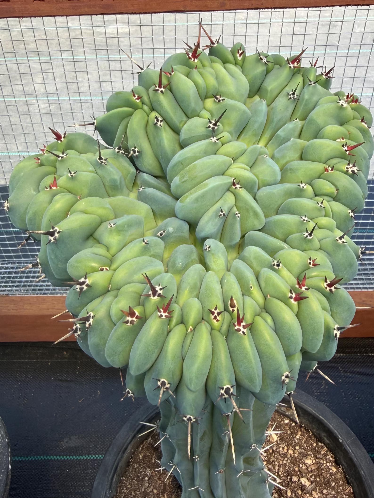 Crested Blue Myrtle Cactus | Rare Crested Live Cactus | Collector Plant