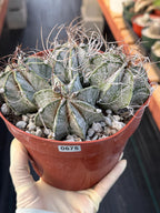 Astrophytum Capricorn Cluster | Live Cactus | Live Plant | #675