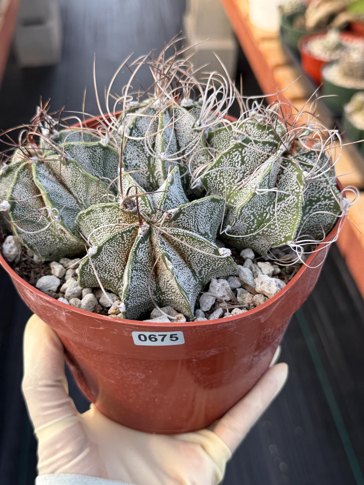 Astrophytum Capricorn Cluster | Live Cactus | Live Plant | #675