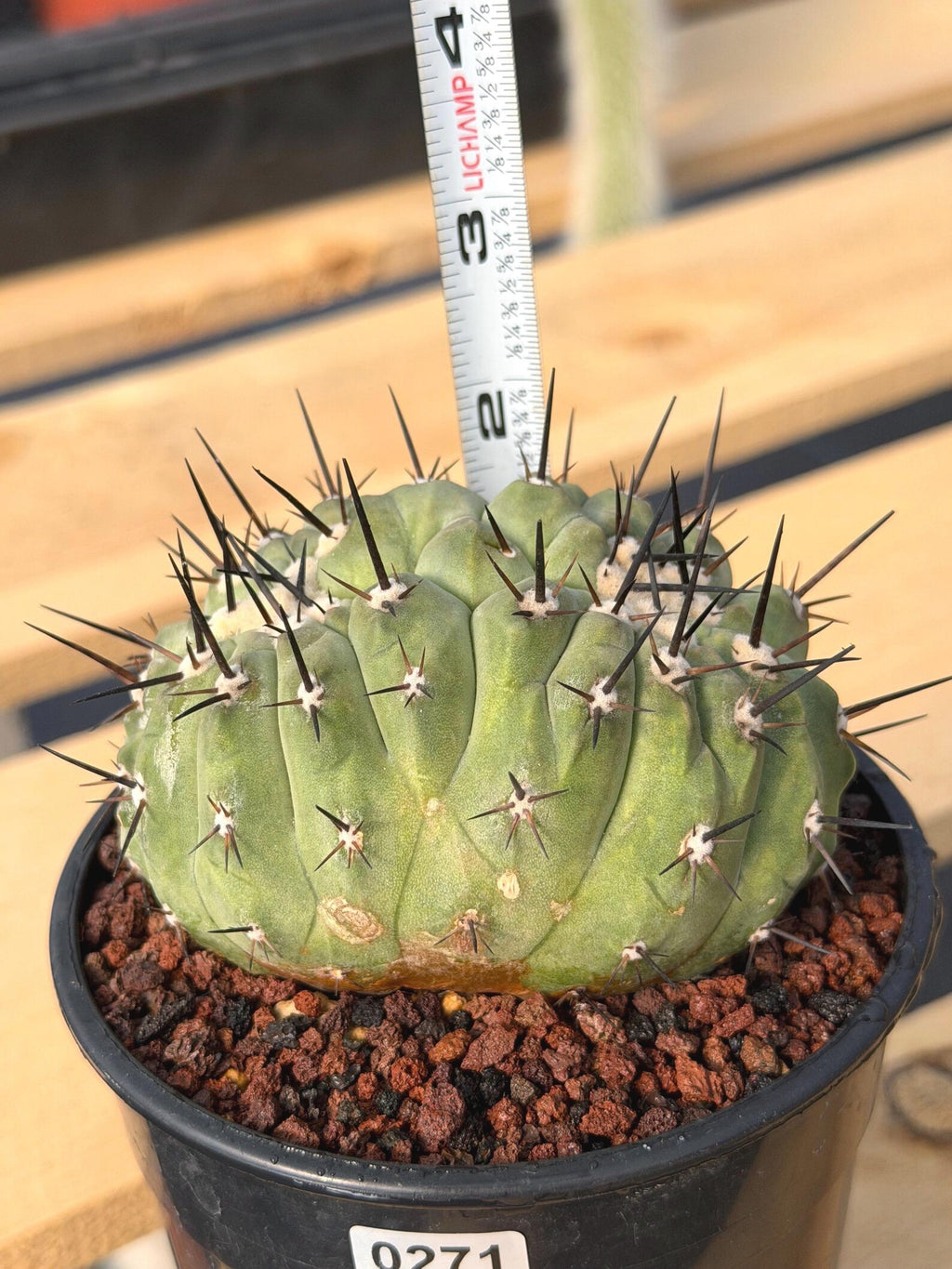 Crested Copiapoa Cinerea Live Cactus #271 – Rare Collector Cactus