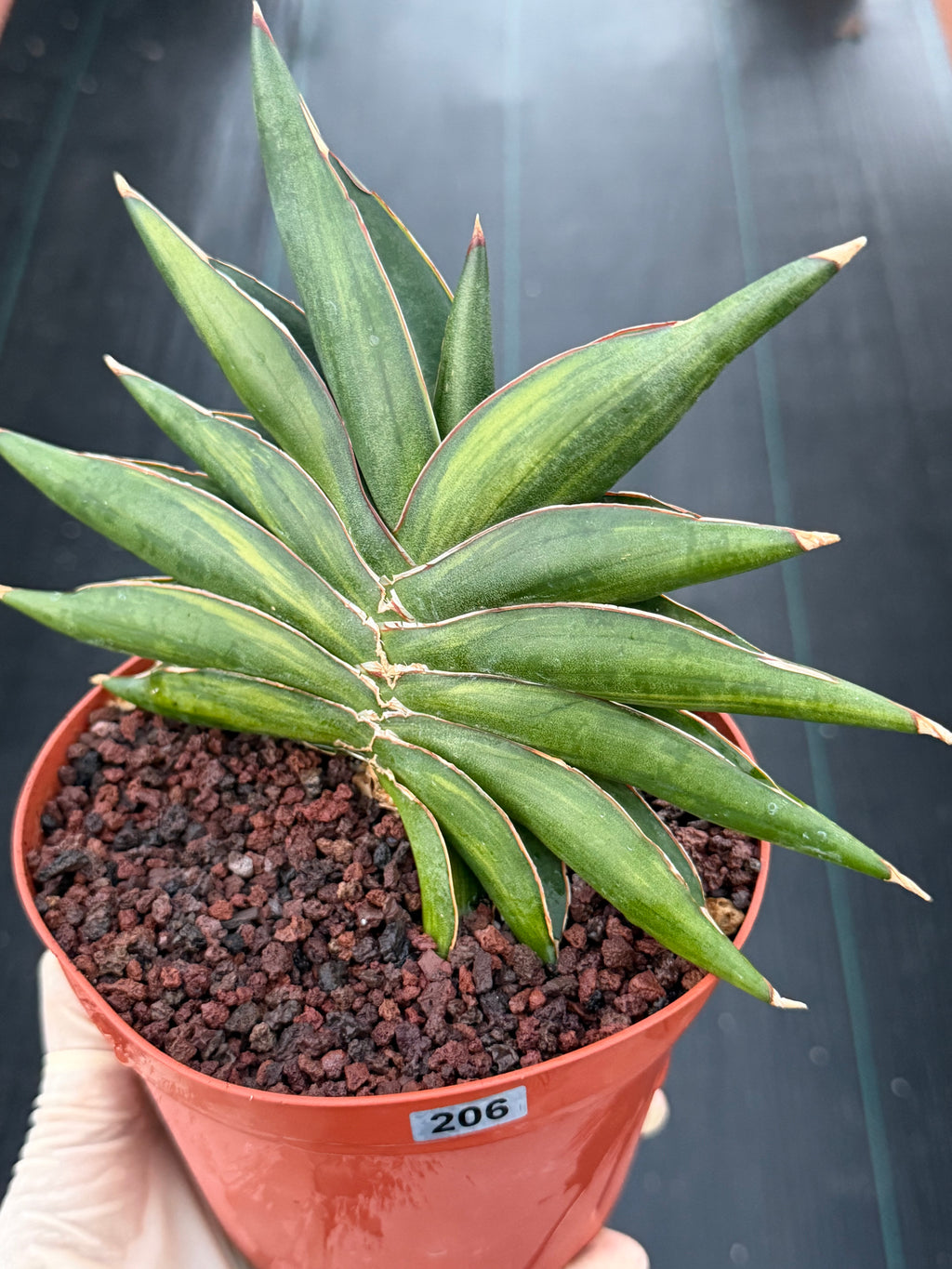 Variegated Sansevia Sawaddee | Easy Care House Plant | Live Plant #206