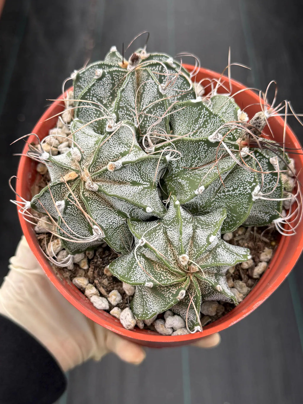 Astrophytum Capricorn Cluster | Live Cactus | Live Plant | #942