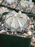 3.5” Astrophytum Capricorn Seed Grown Spineless | Rare Plant | Live Cactus