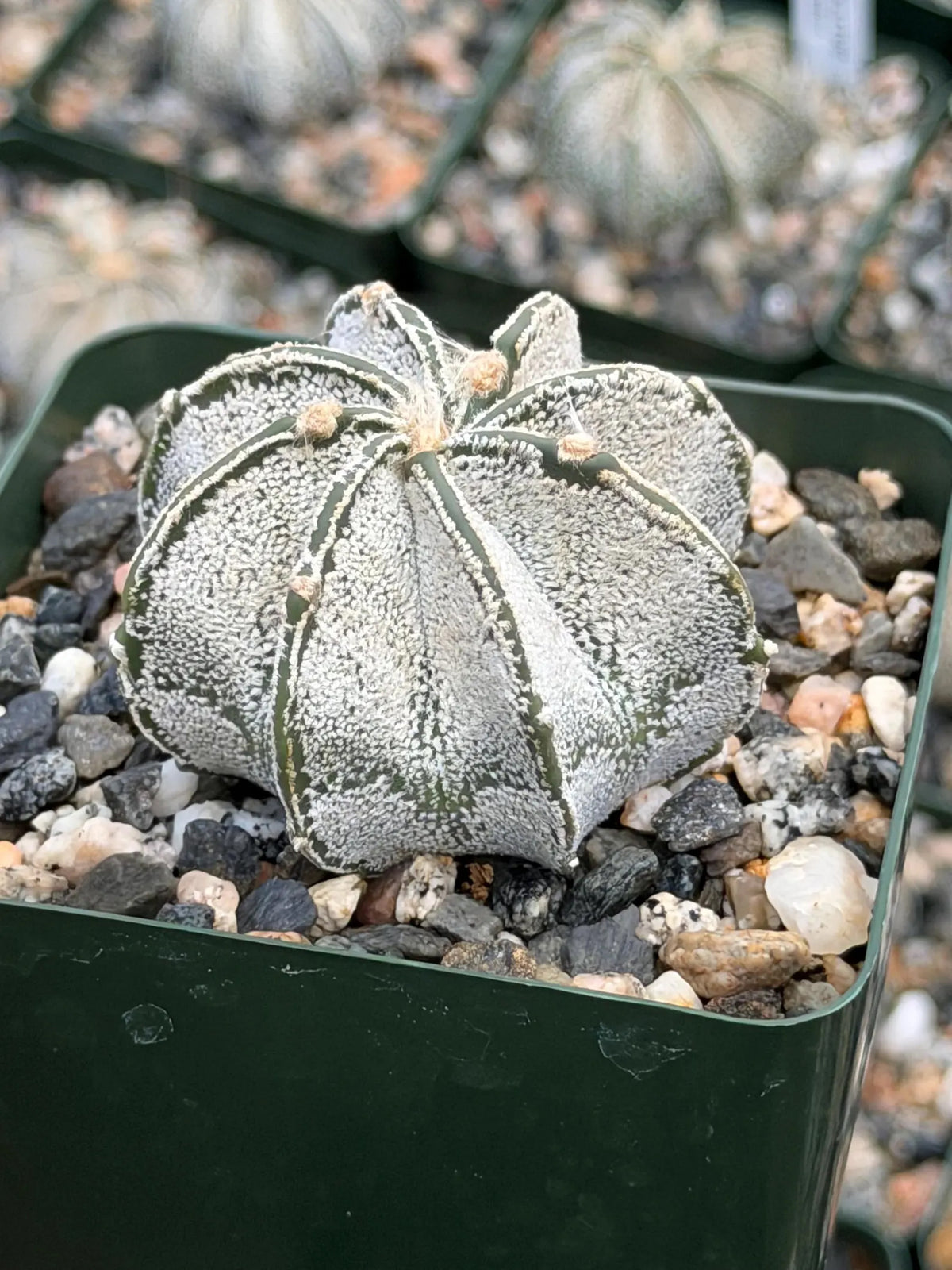 3.5” Astrophytum Capricorn Seed Grown Spineless | Rare Plant | Live Cactus