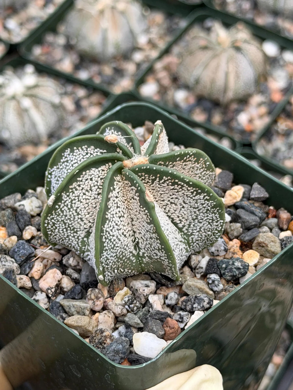 3.5” Astrophytum Capricorn Seed Grown Spineless | Rare Plant | Live Cactus