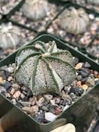 3.5” Astrophytum Capricorn Seed Grown Spineless | Rare Plant | Live Cactus