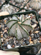 3.5” Astrophytum Capricorn Seed Grown Spineless | Rare Plant | Live Cactus