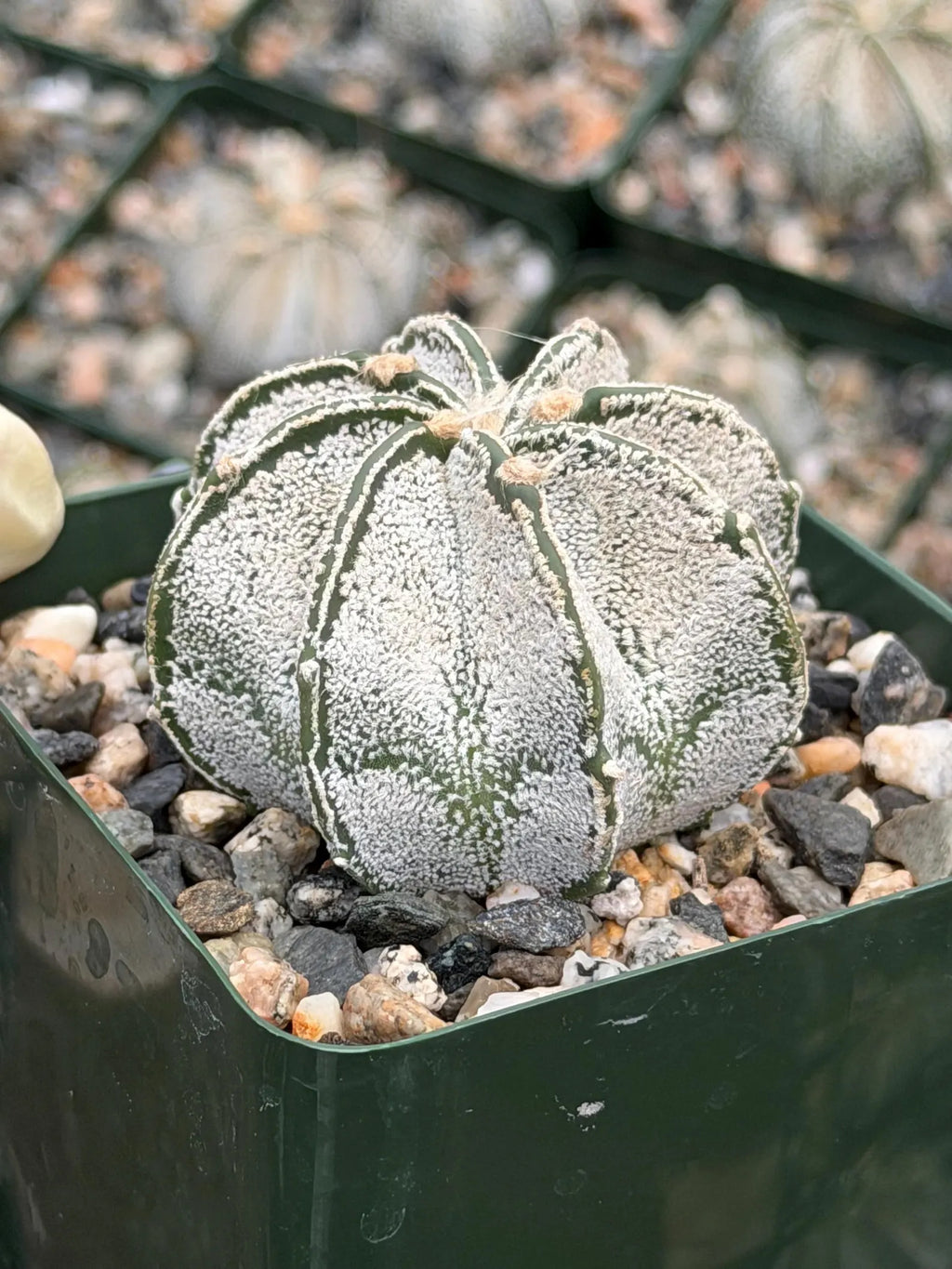 3.5” Astrophytum Capricorn Seed Grown Spineless | Rare Plant | Live Cactus