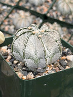 3.5” Astrophytum Capricorn Seed Grown Spineless | Rare Plant | Live Cactus