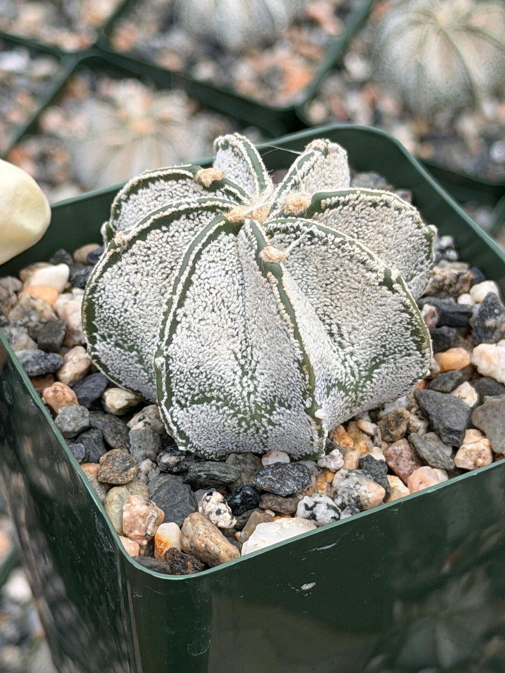 3.5” Astrophytum Capricorn Seed Grown Spineless | Rare Plant | Live Cactus
