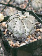 3.5” Astrophytum Capricorn Seed Grown Spineless | Rare Plant | Live Cactus