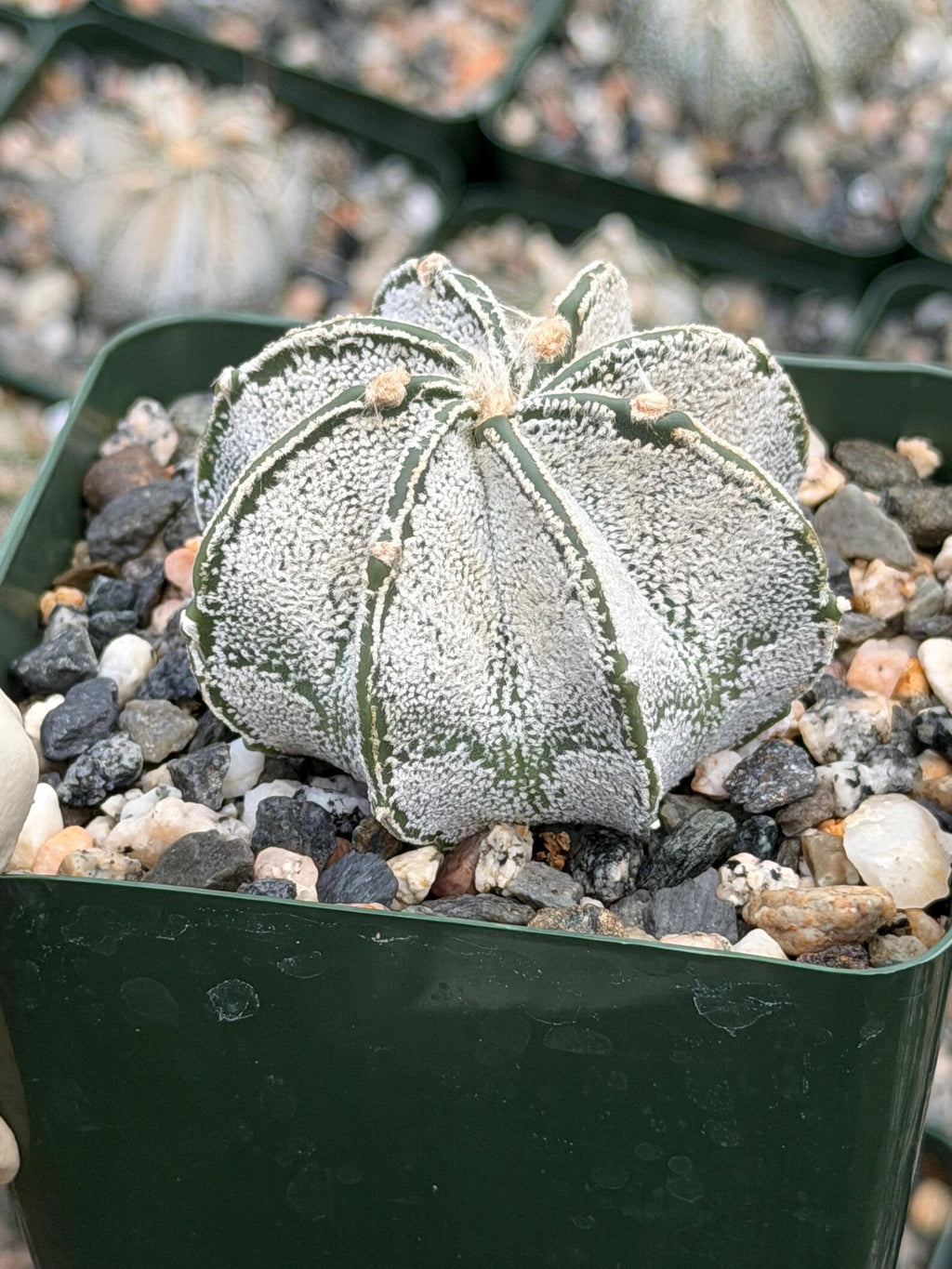 3.5” Astrophytum Capricorn Seed Grown Spineless | Rare Plant | Live Cactus