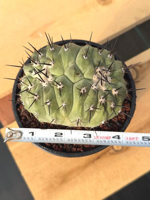 Crested Copiapoa Cinerea Live Cactus #271 – Rare Collector Cactus