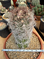 Seed Grown Astrophytum Capricorne Large| Rare Live Cactus