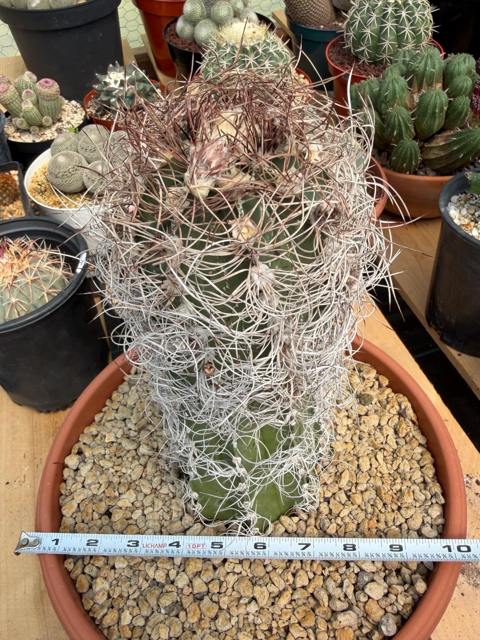 Seed Grown Astrophytum Capricorne Large| Rare Live Cactus