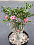 Large Specimen Adenium Arabicum | Pink Flower Live Plant