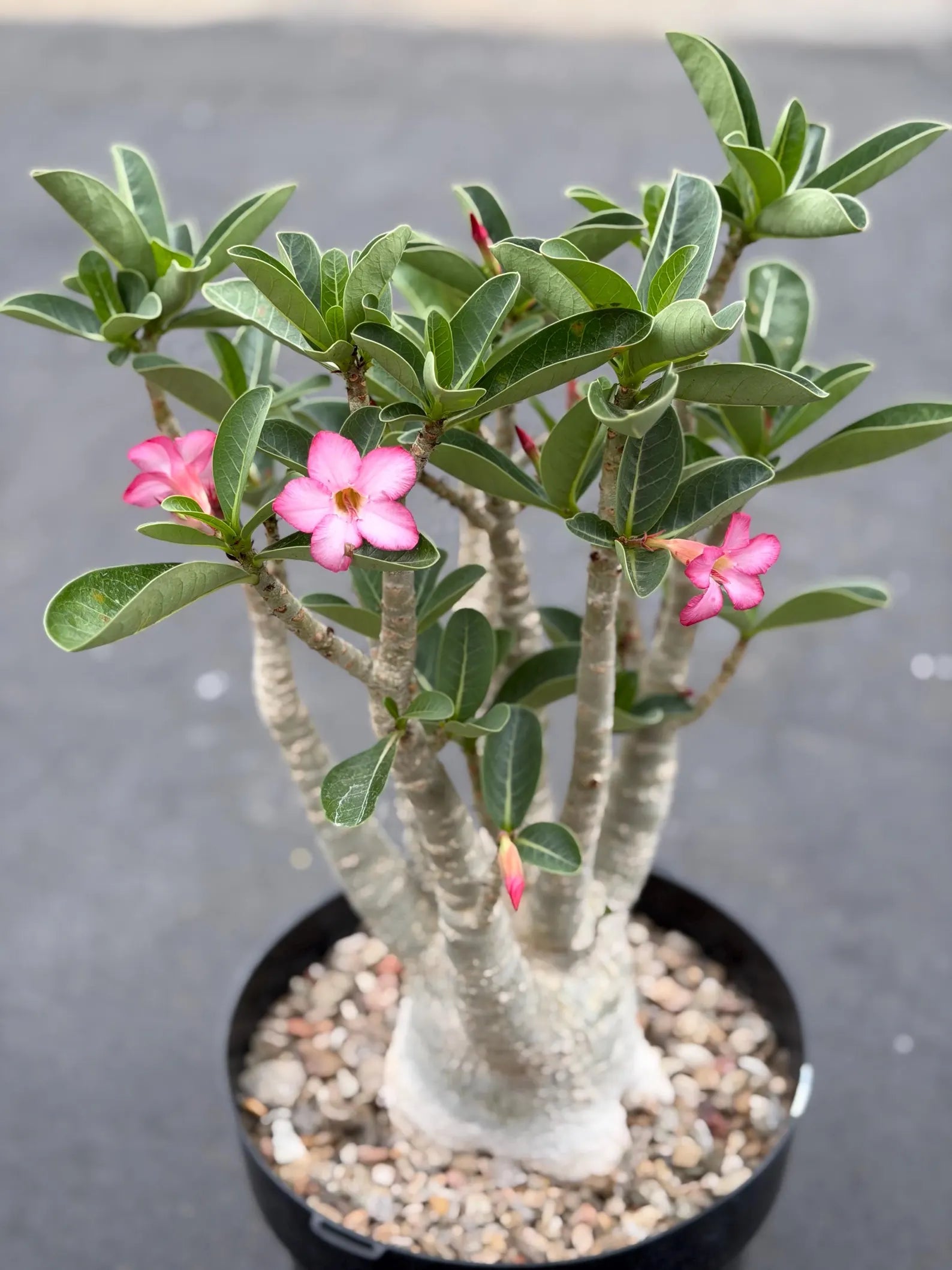 Large Specimen Adenium Arabicum | Pink Flower Live Plant