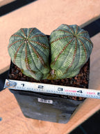 Euphorbia Obesa Dichot #214 | Seed Grown Rare Succulent