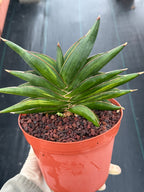 Variegated Sansevia Sawaddee | Easy Care House Plant | Live Plant #206