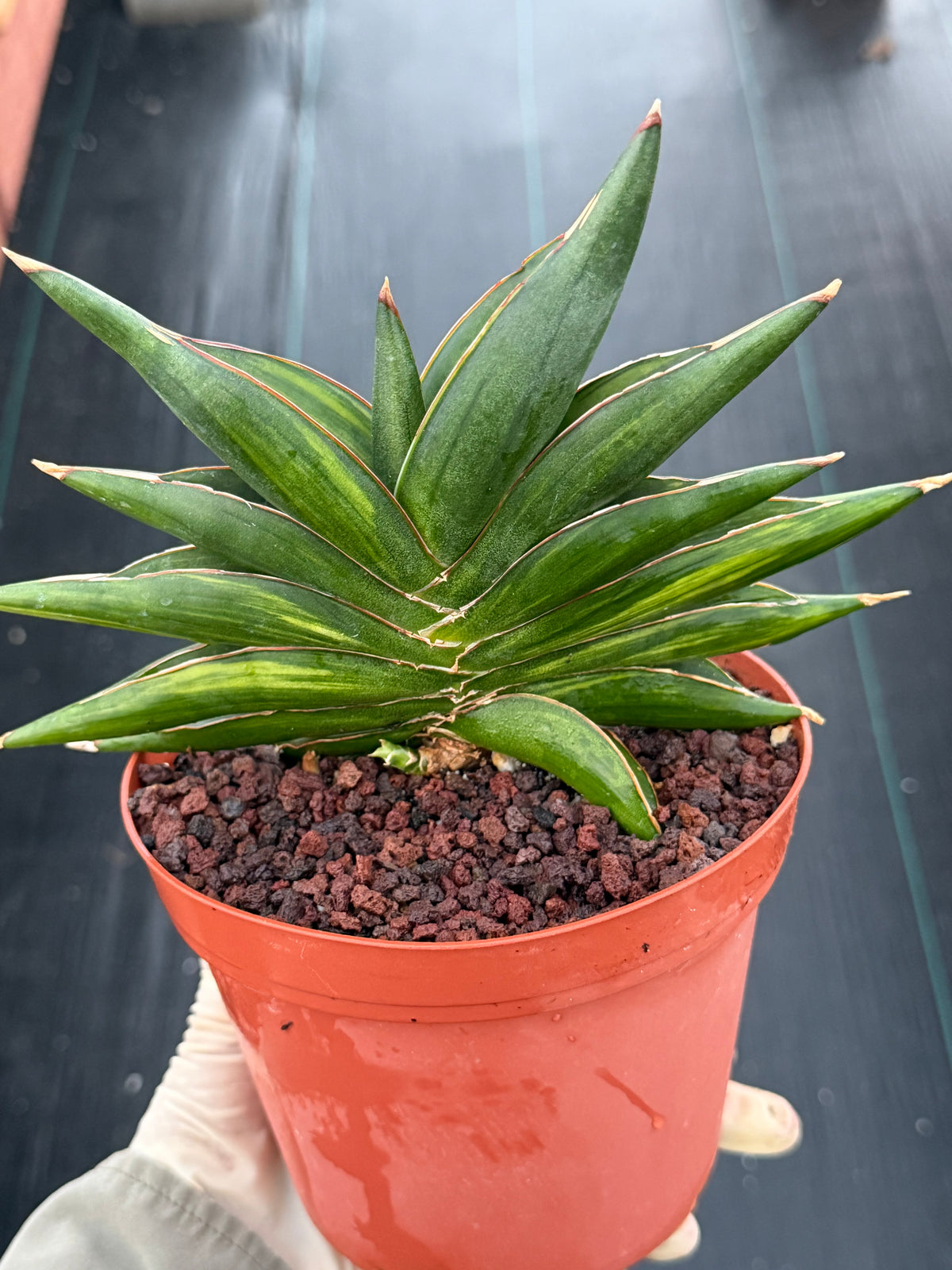 Variegated Sansevia Sawaddee | Easy Care House Plant | Live Plant #206