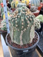 Gymnocalycium Spegazzinii Unguispinum 'Owl Eye' Tall Form #273 | Rare Live Cactus Width: 5 inches