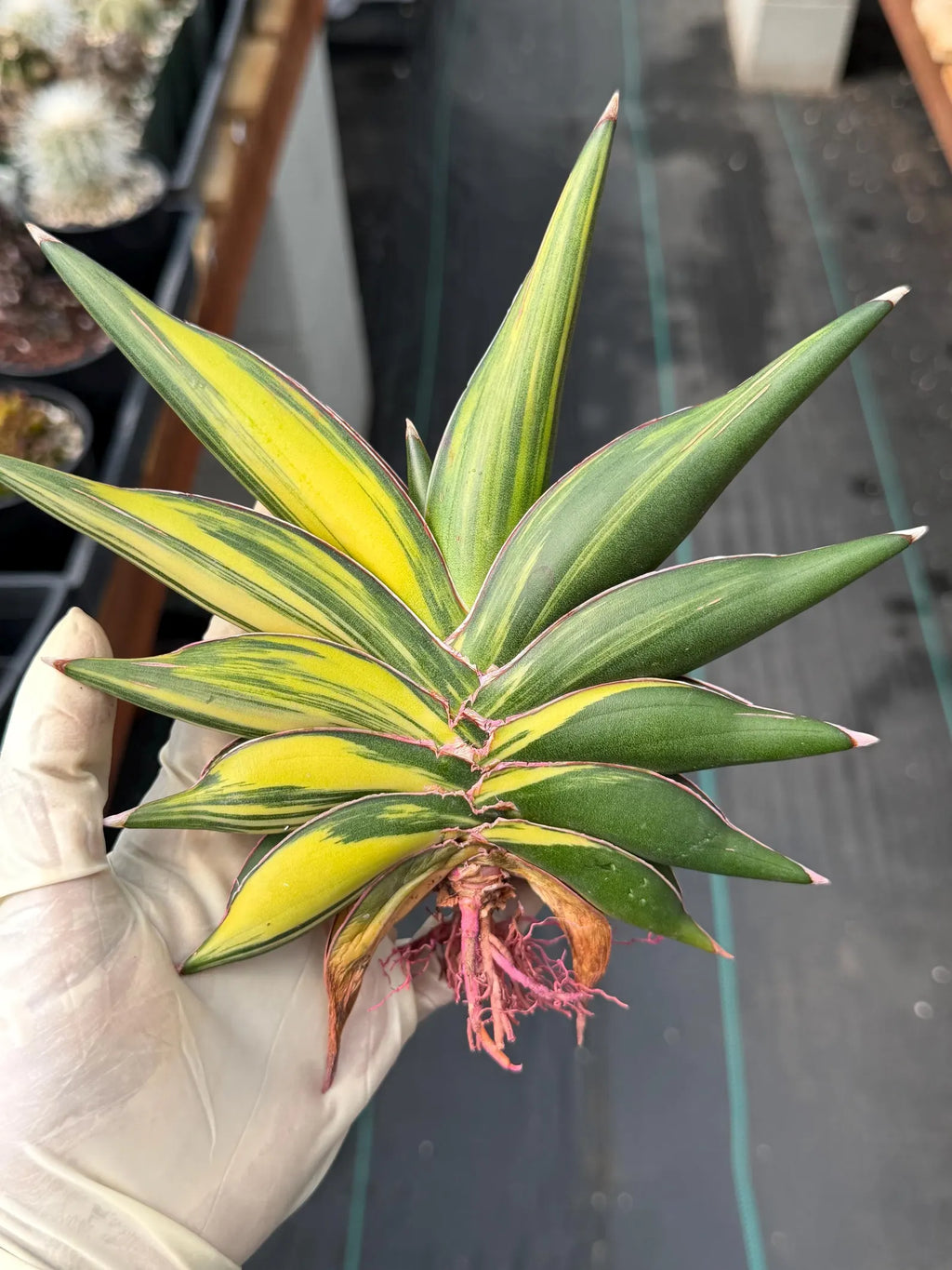 Variegated Sansevieria Sawaddee #881 | Rare Live House Plant