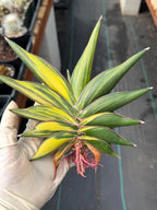 Variegated Sansevieria Sawaddee #881 | Rare Live House Plant
