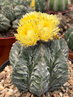 Astrophytum Fukuyu #31 | Rare Collector Cactus | Unique Succulent Plant